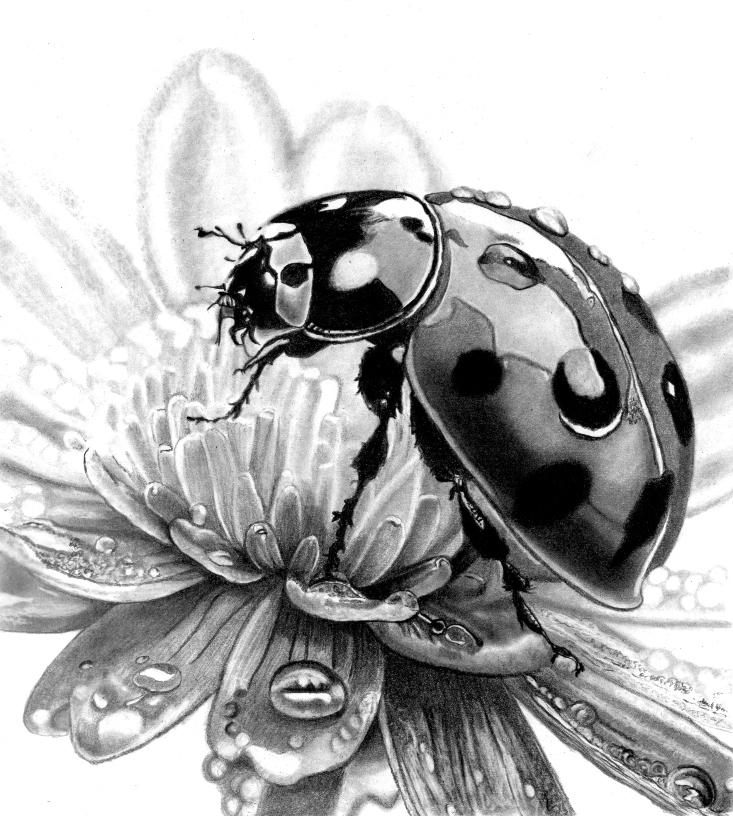 Ladybird Scan 27 x 30cm.jpg