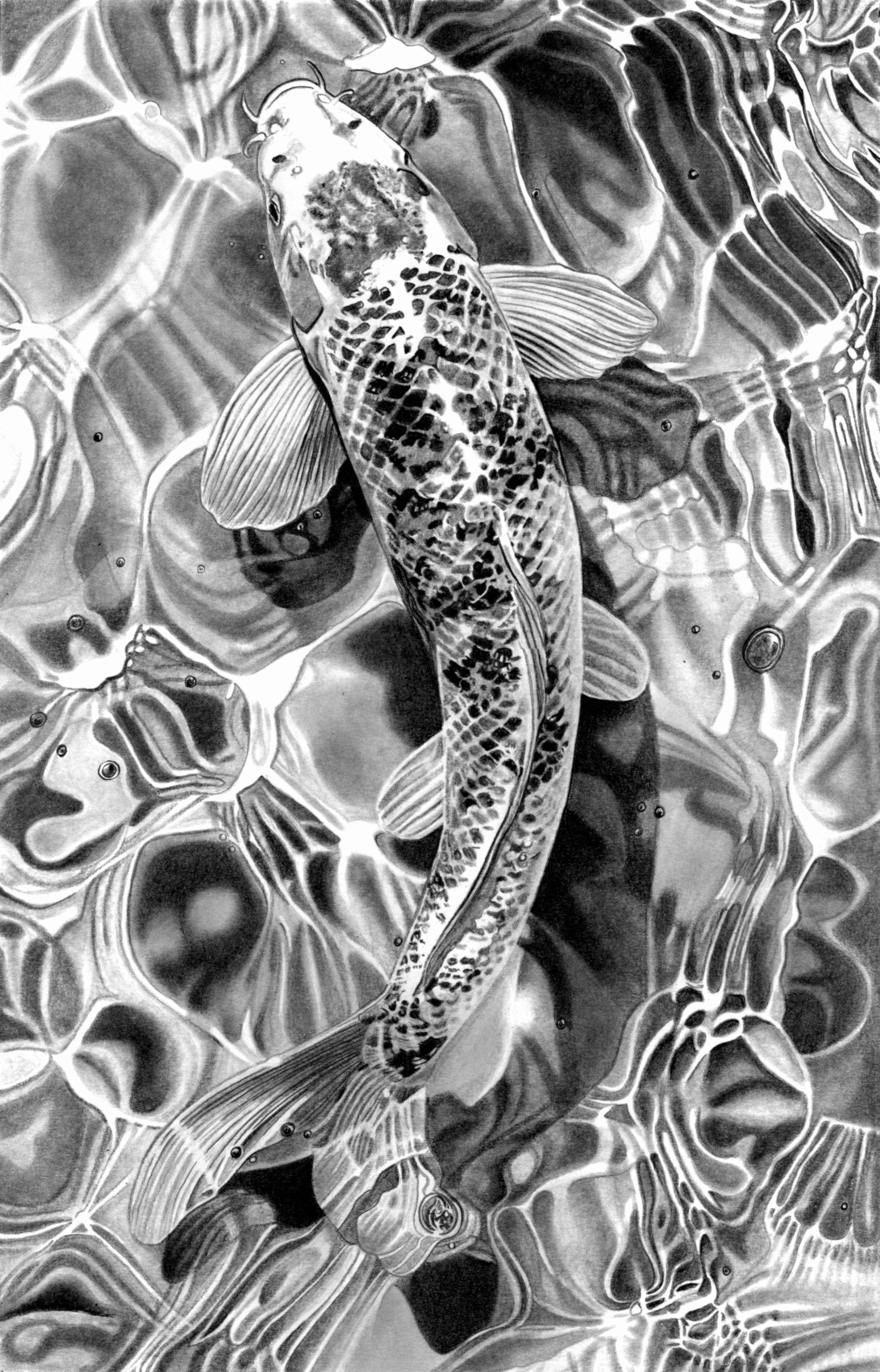 Kio Carp 2 Scan 33cm x 52cm.jpg
