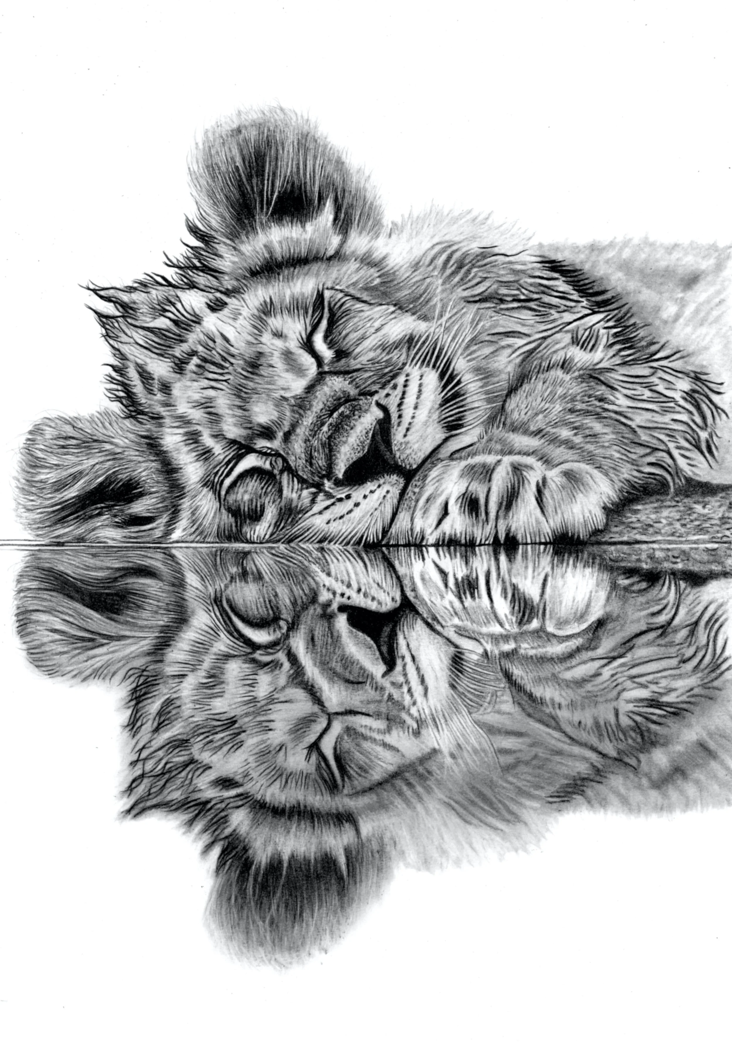 Lion Mirror Scan 48cm x 34cm.jpg