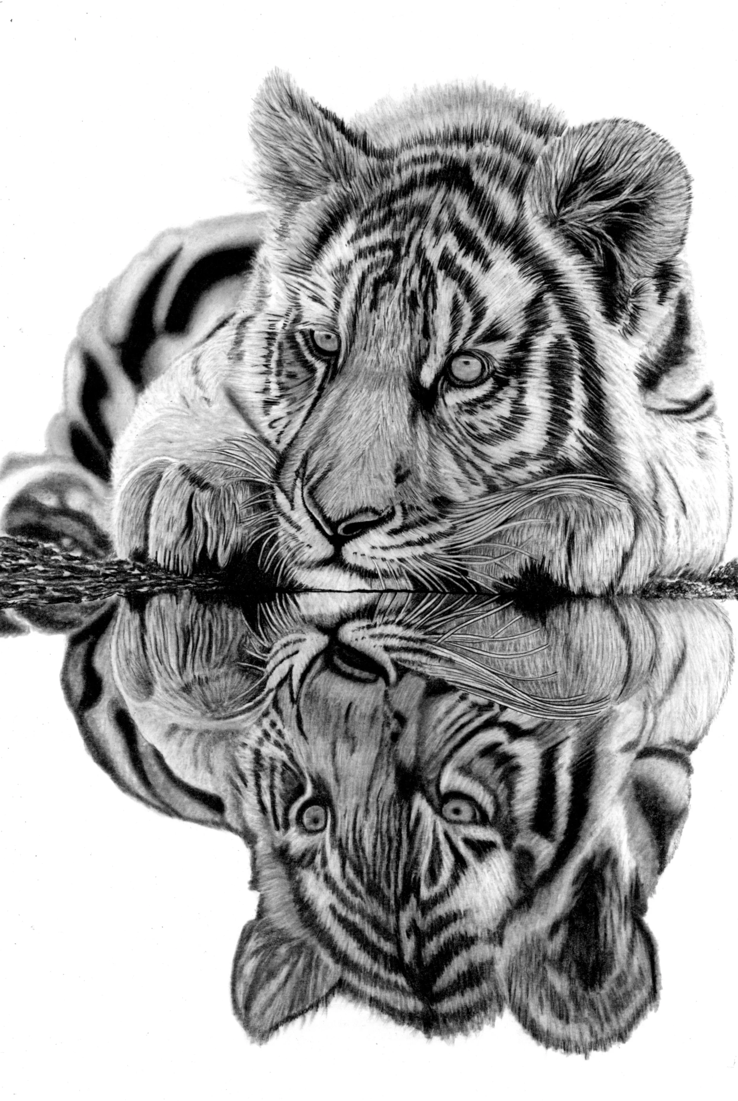 Tiger Cub Reflection 35cm x 53cm.JPG