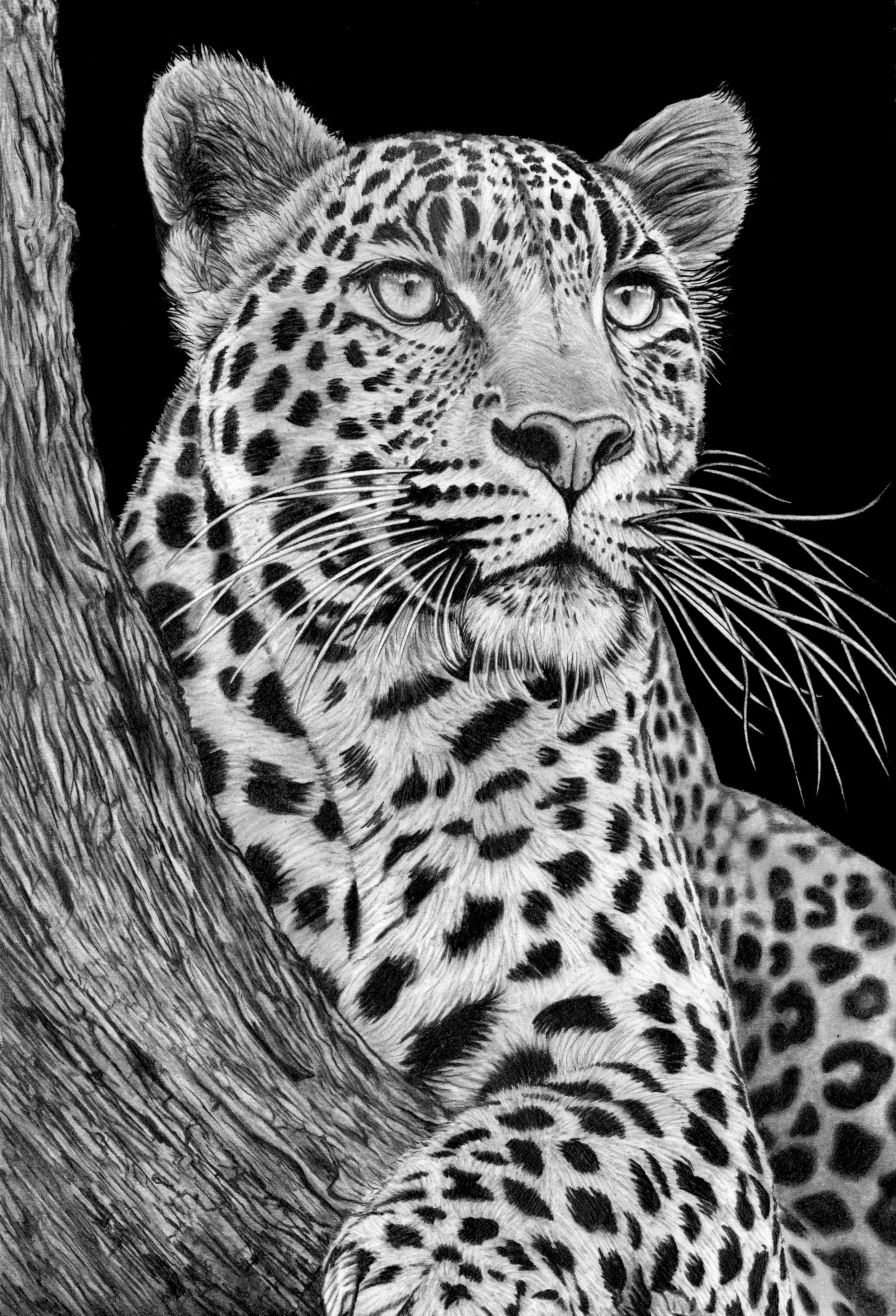 Leopard 2026 Scan 33cm x 48cm.JPG