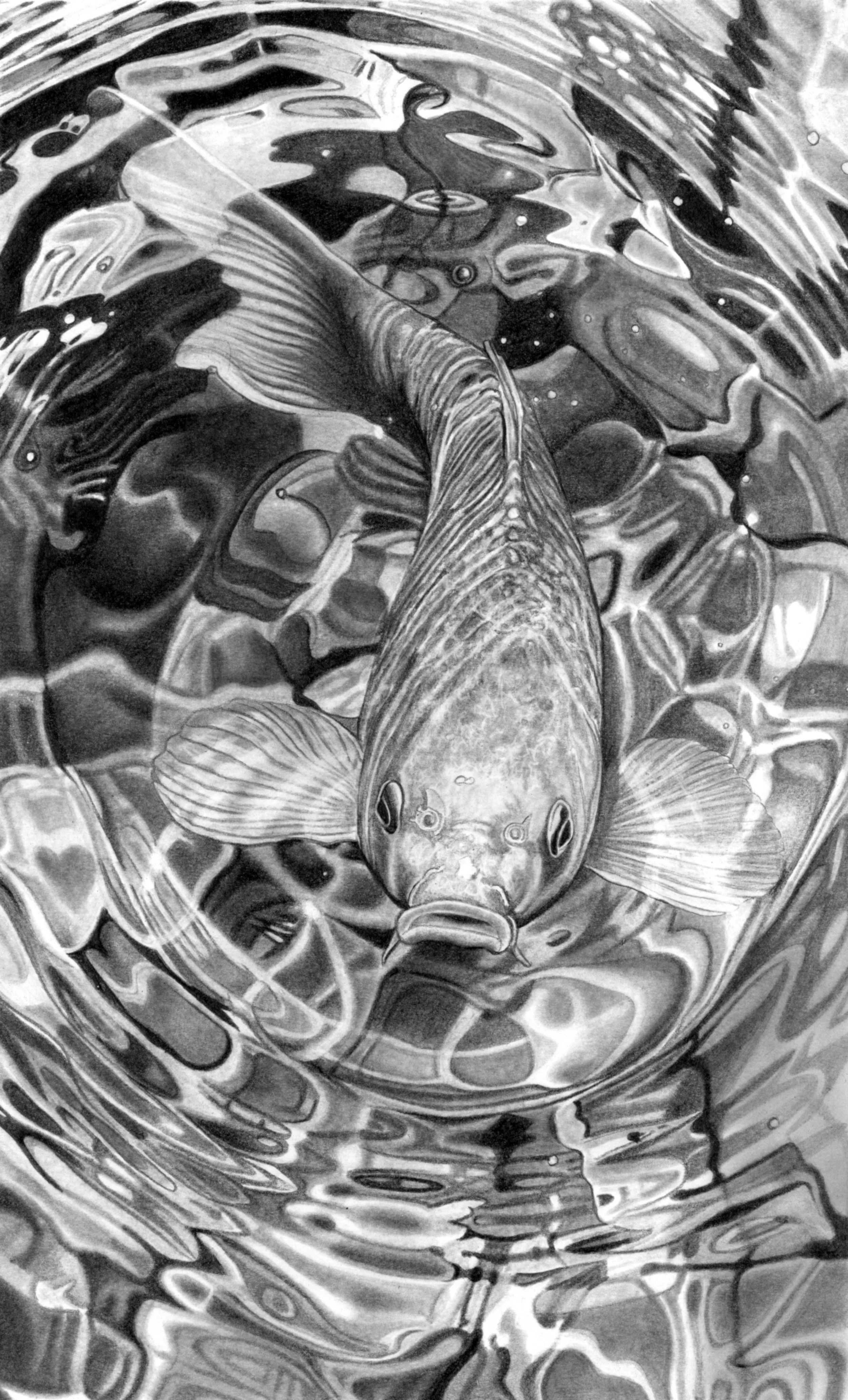 Koi Carp 3b Scan.JPG