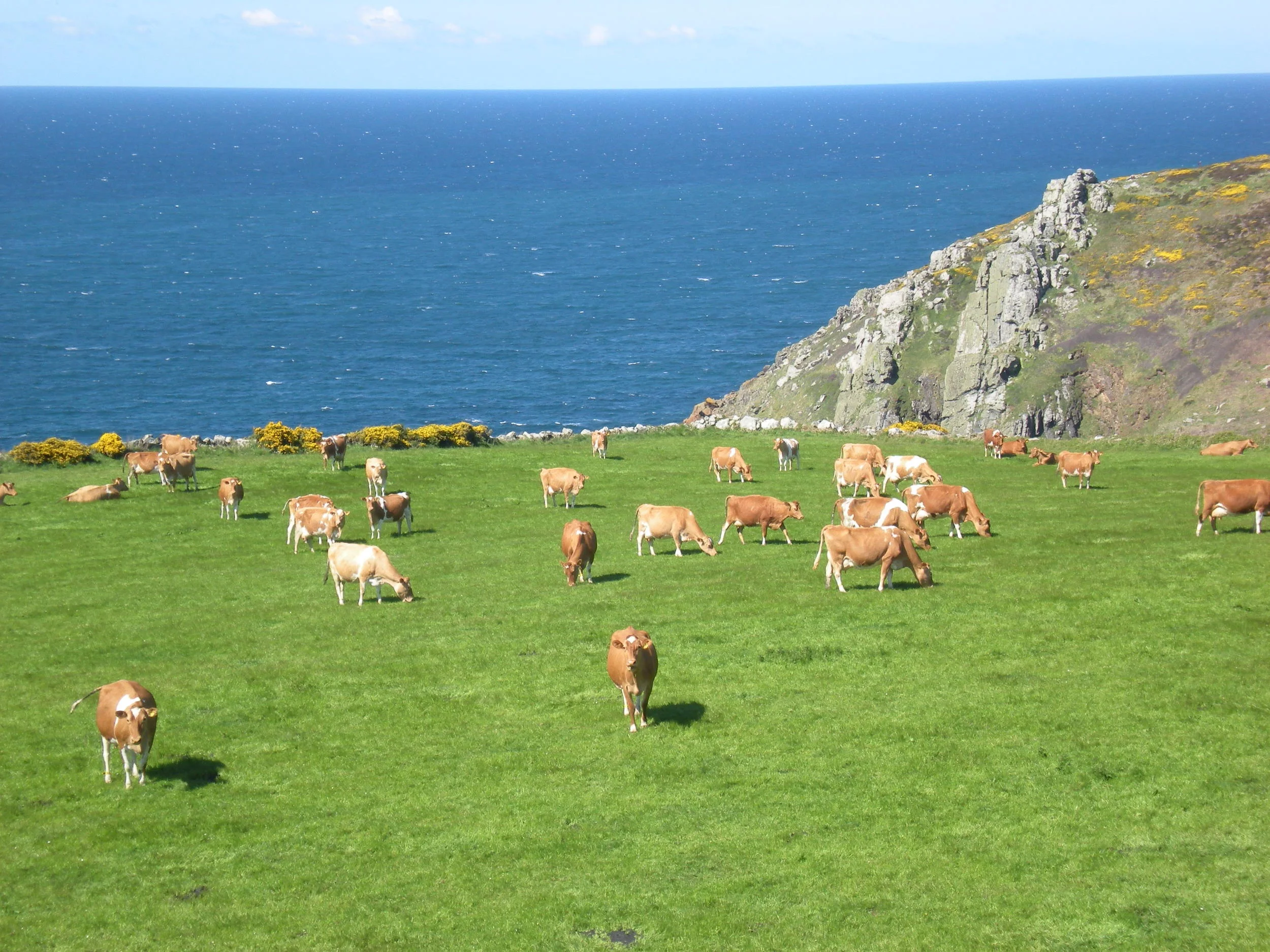 Cows in Cornwall 2.JPG