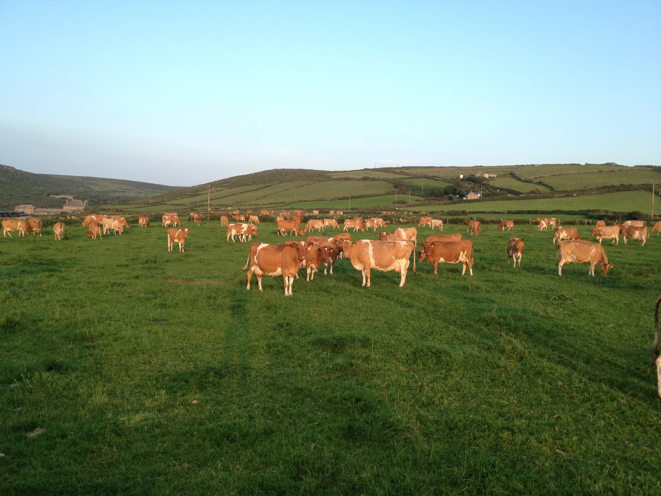 Cows in Cornwall 1.JPG