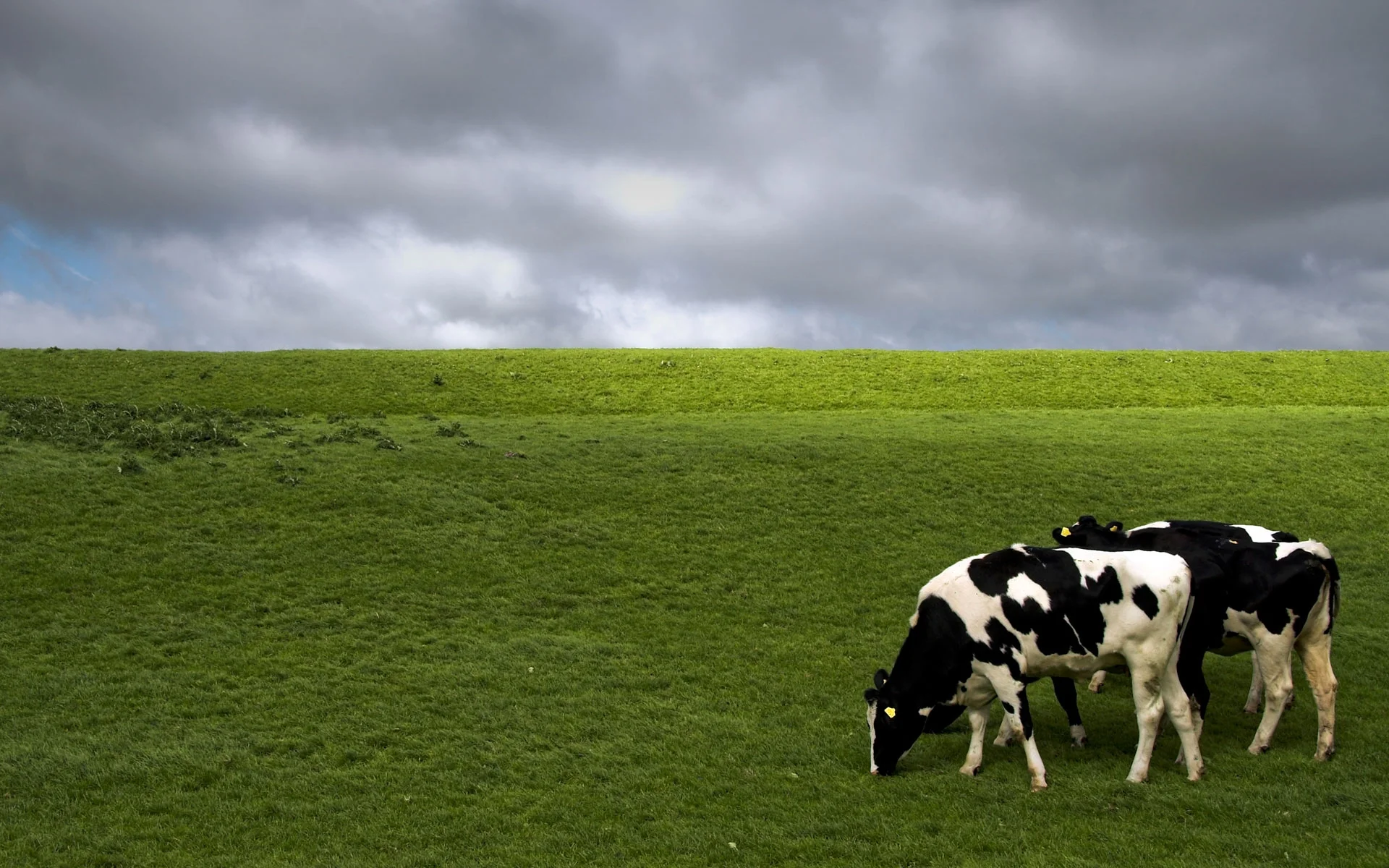 animals_widewallpaper_holstein-cows_58046.jpg