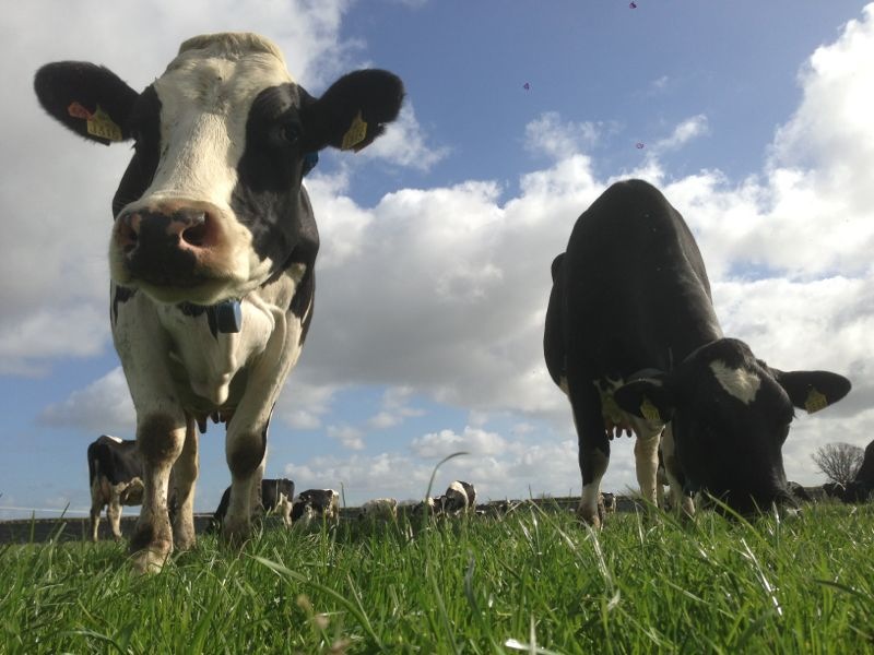 Denise rafferty (2).JPG