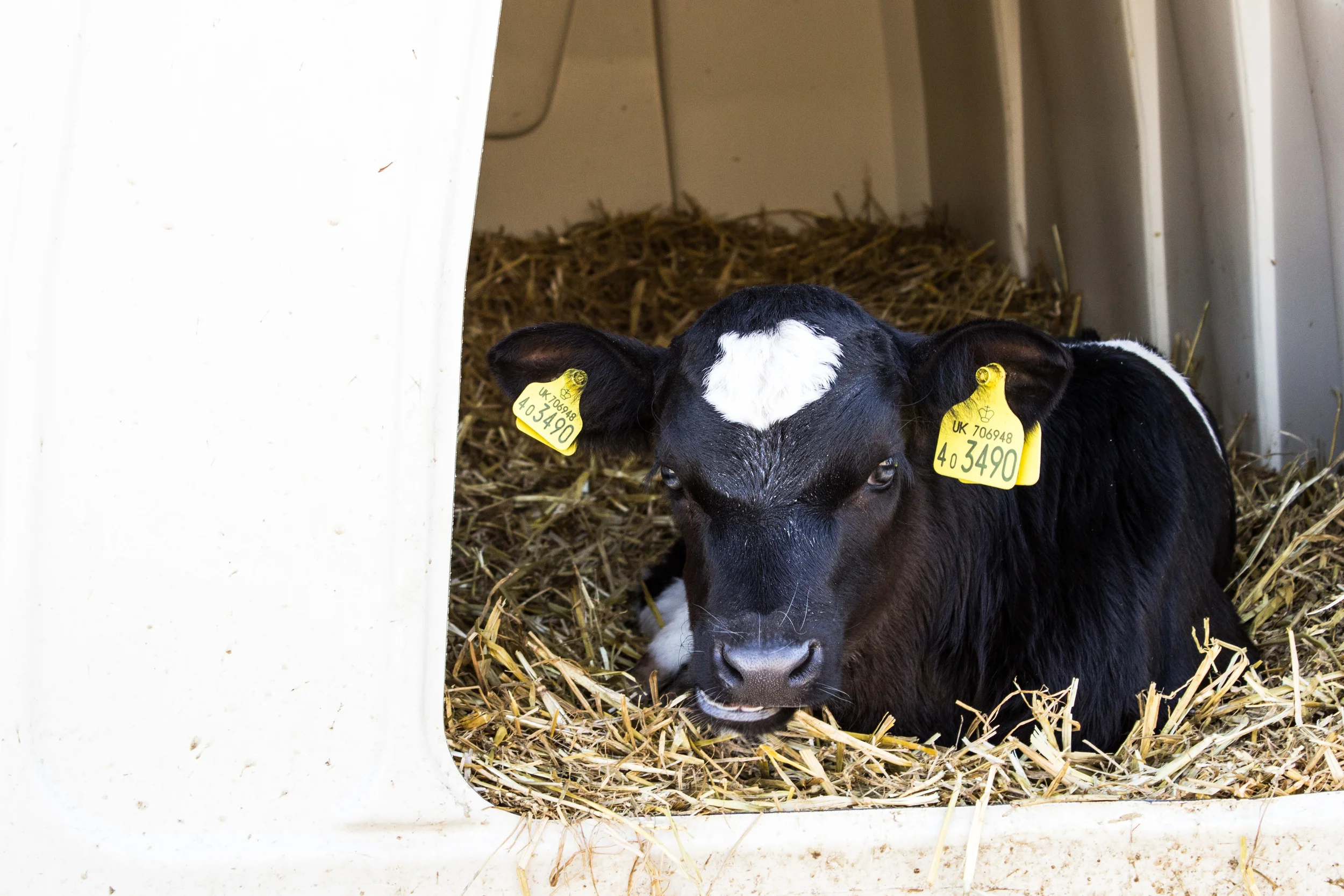 RABDF Youngstock Walk - Devon