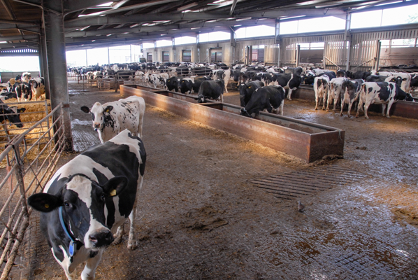 The ration on the computer print out is not necessarily what the cows are actually eating.