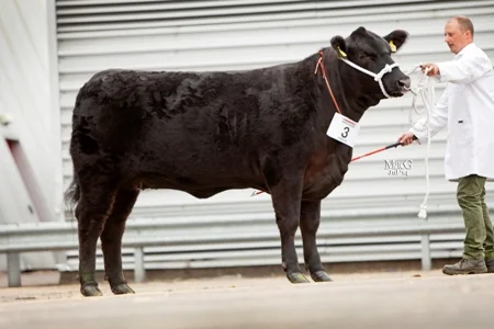 Aberdeen Angus National Junior Show champion, Shadwell Evora