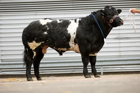 National British Blue Show champion, Solway View Inferno