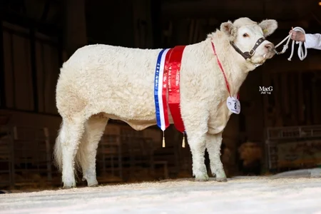National British Charolais Show champion, Sportsmans Highnes