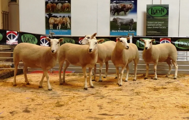  Dewi Ellis 1st prize pen of five shearling ewes