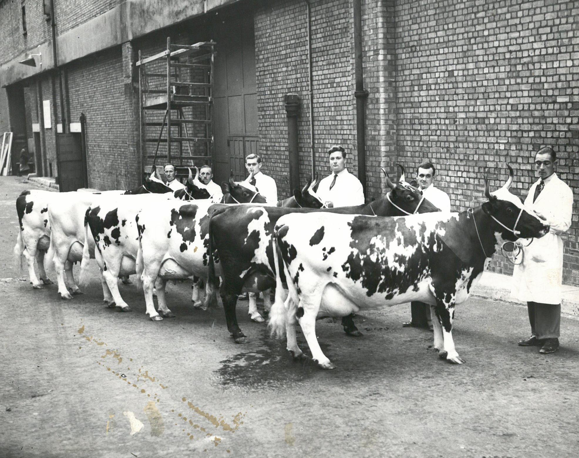 Group of Ayrshire cows 1955