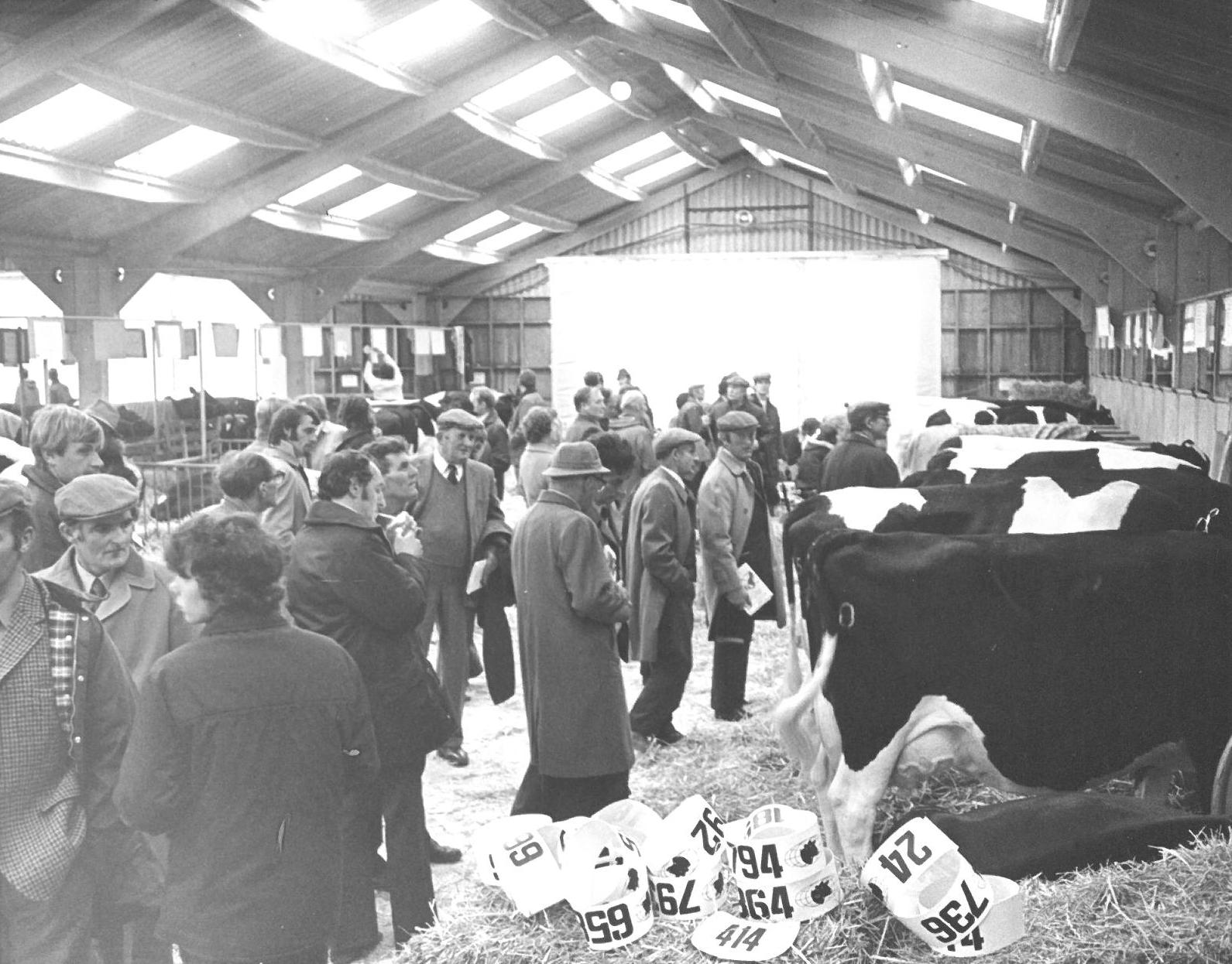 Cattle lines in 1970