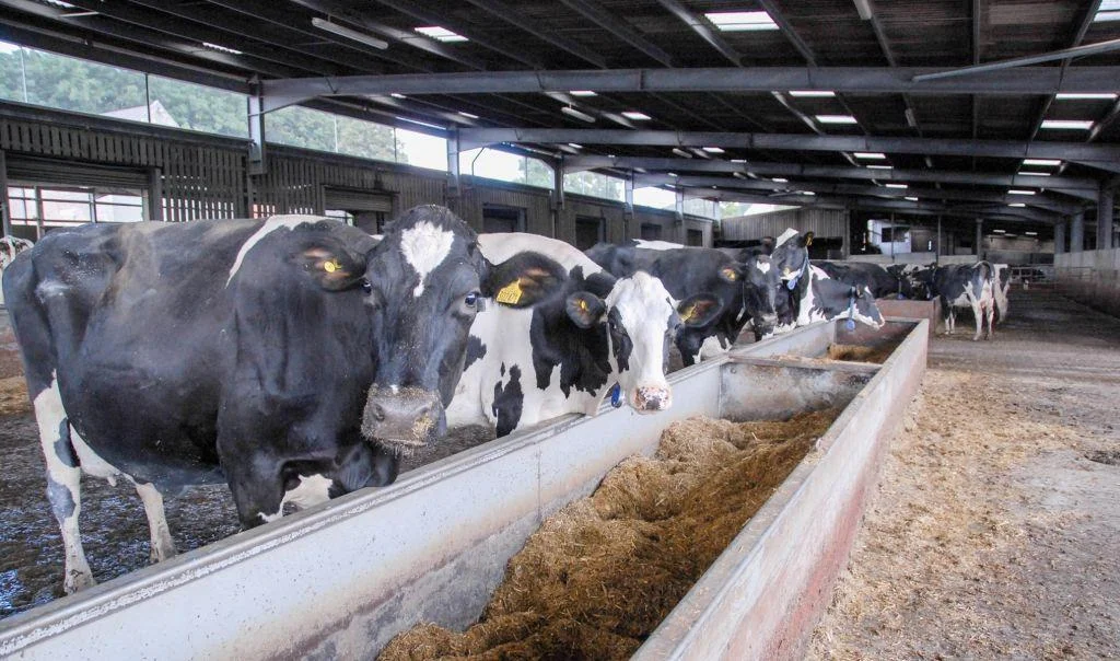 June Gold Cup comment: Forage crops looking good