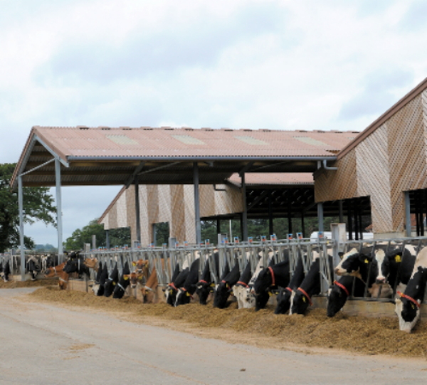 Zero grazing is about to start to get some greenery in the ration and reduce the use of maize silage.
