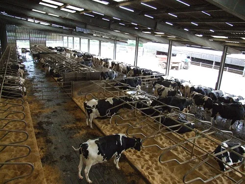 Cow comfort is a priority at Pilsdon Dairy Farm