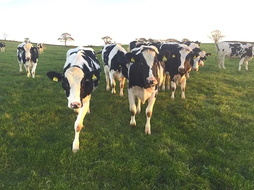 Some of the heifers at Pilsdon Dairy Farm
