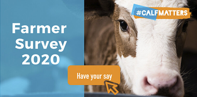 #Calfmatters survey 2020