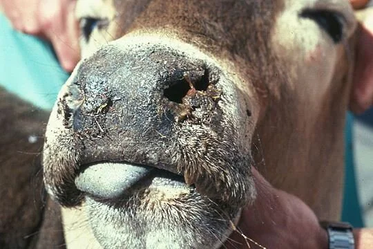 2020 Annual Survey for Bluetongue Virus