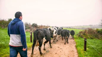 Foreign Dairy Worker Shortage Fears as Gov Reject Calls to Include on List