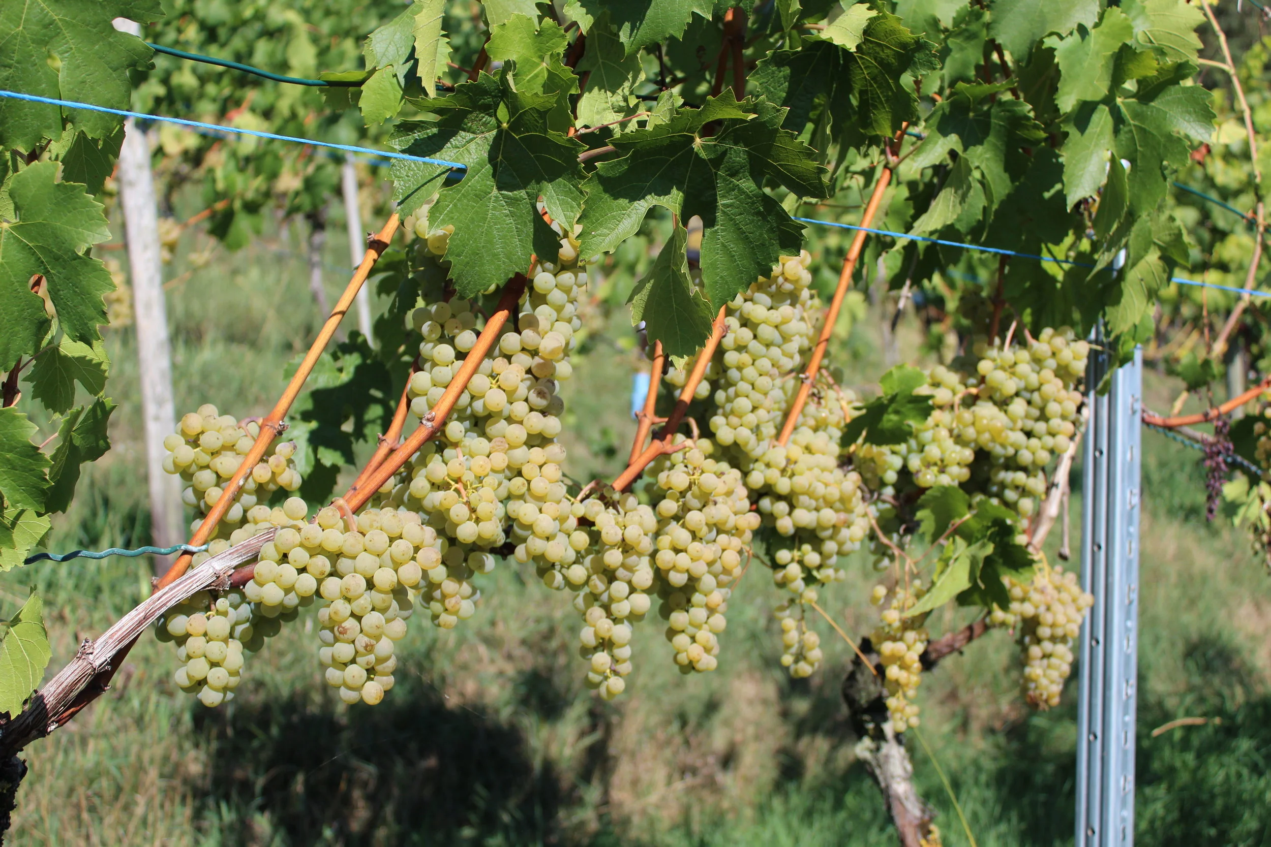 Wümmet Müller-Thurgau abgeschlossen