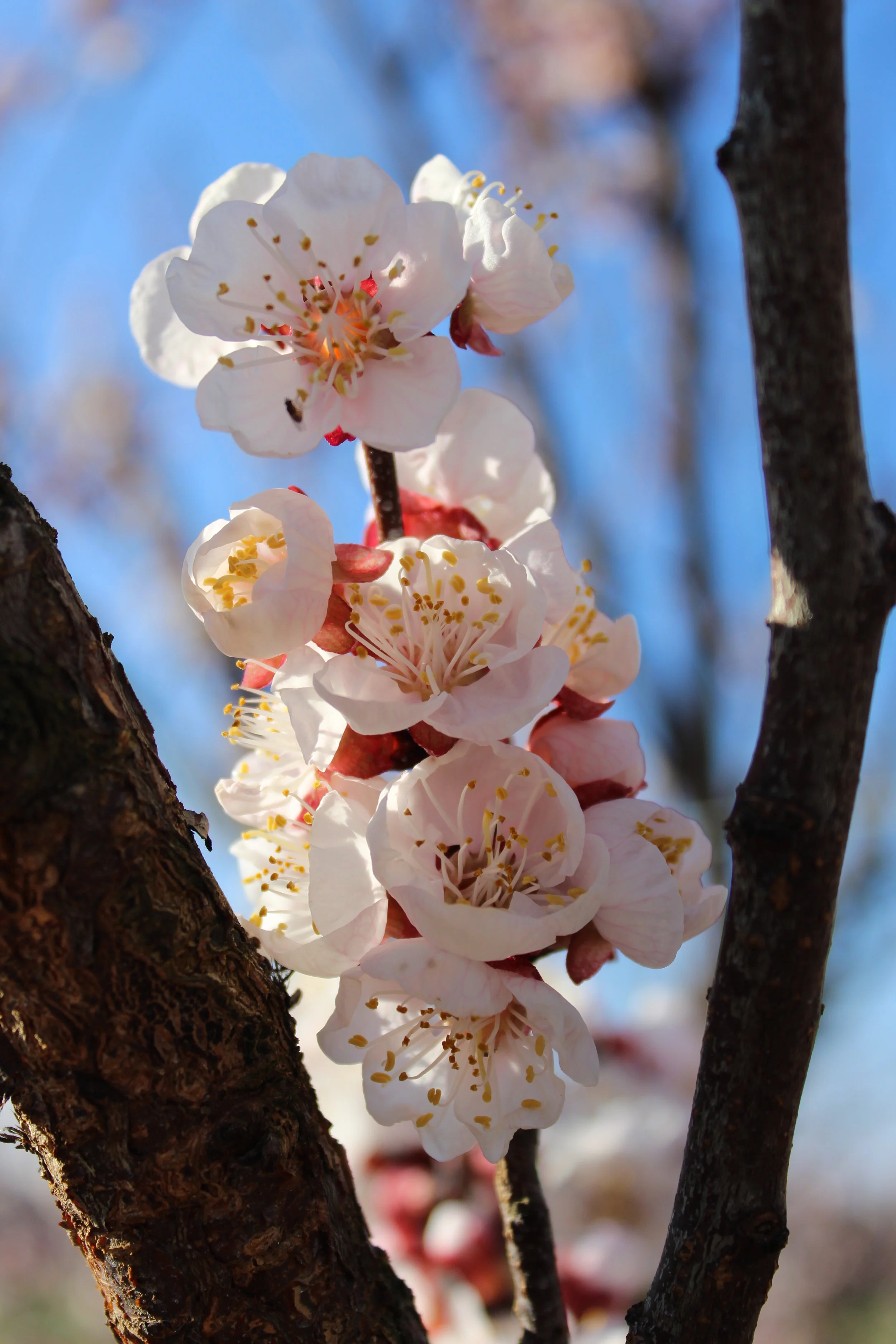 Aprikosenblüte 2019