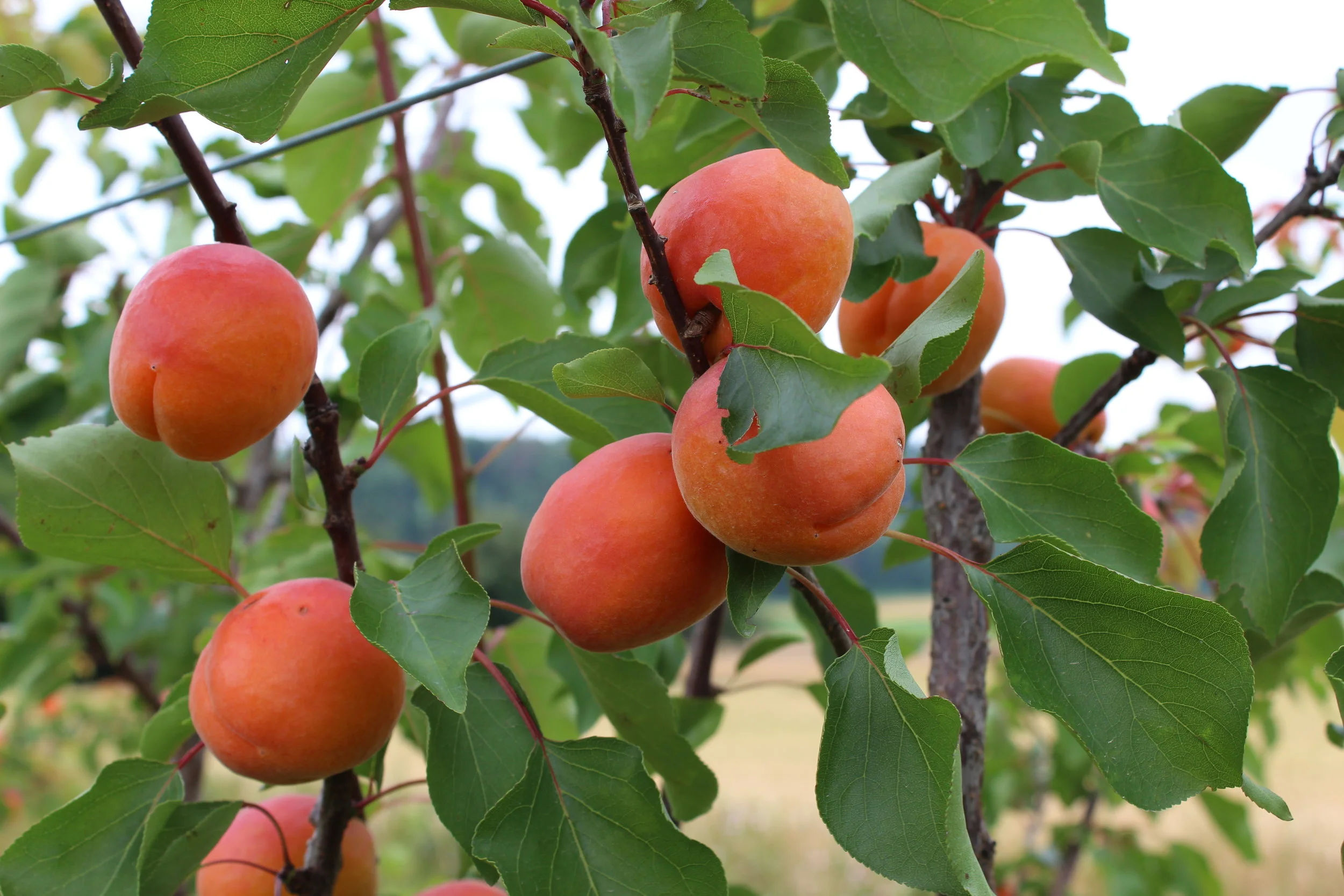 Saisonstart Aprikosen am Montag, 08. Juli 2019