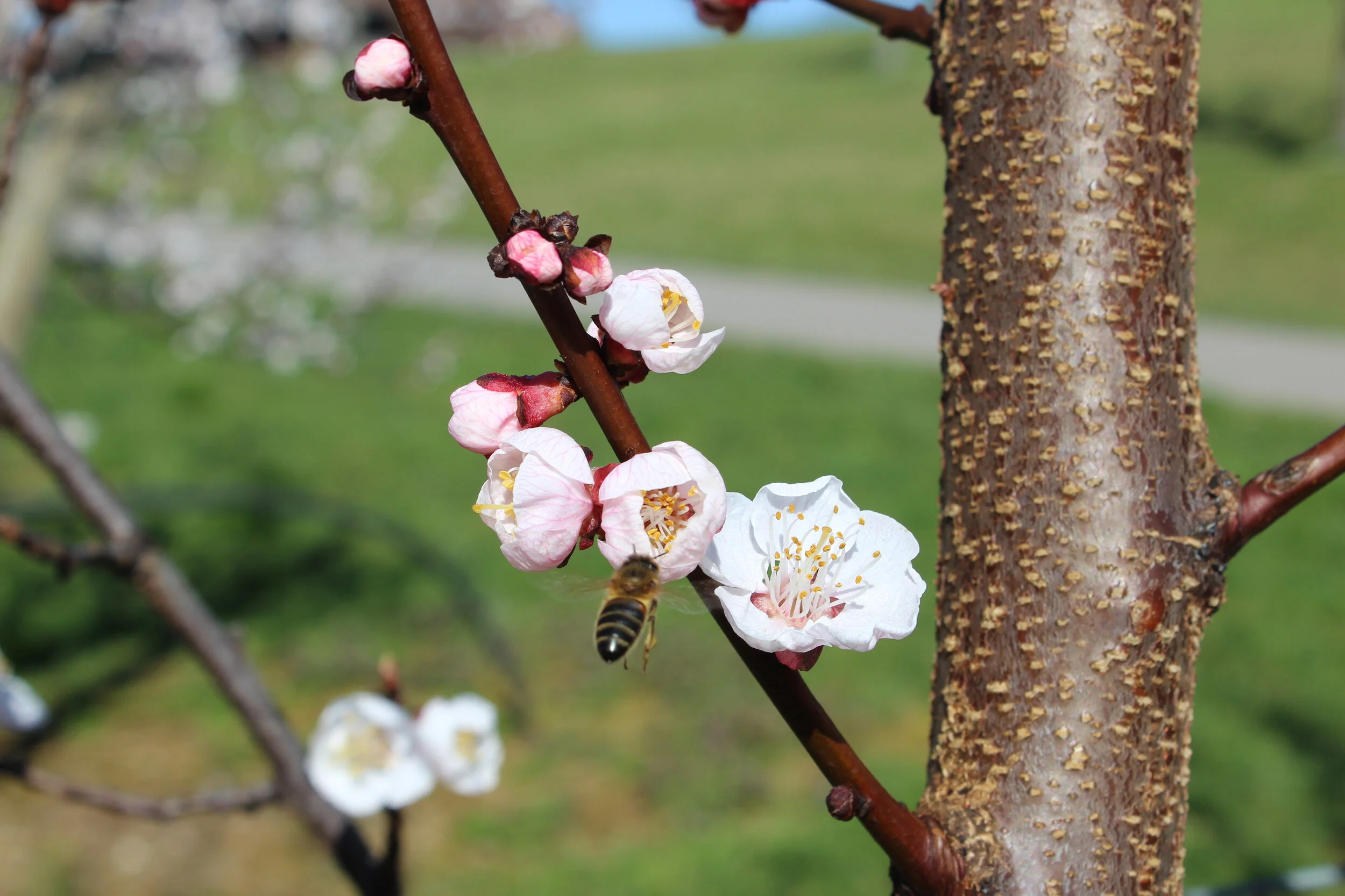Aprikosenblüte 2020