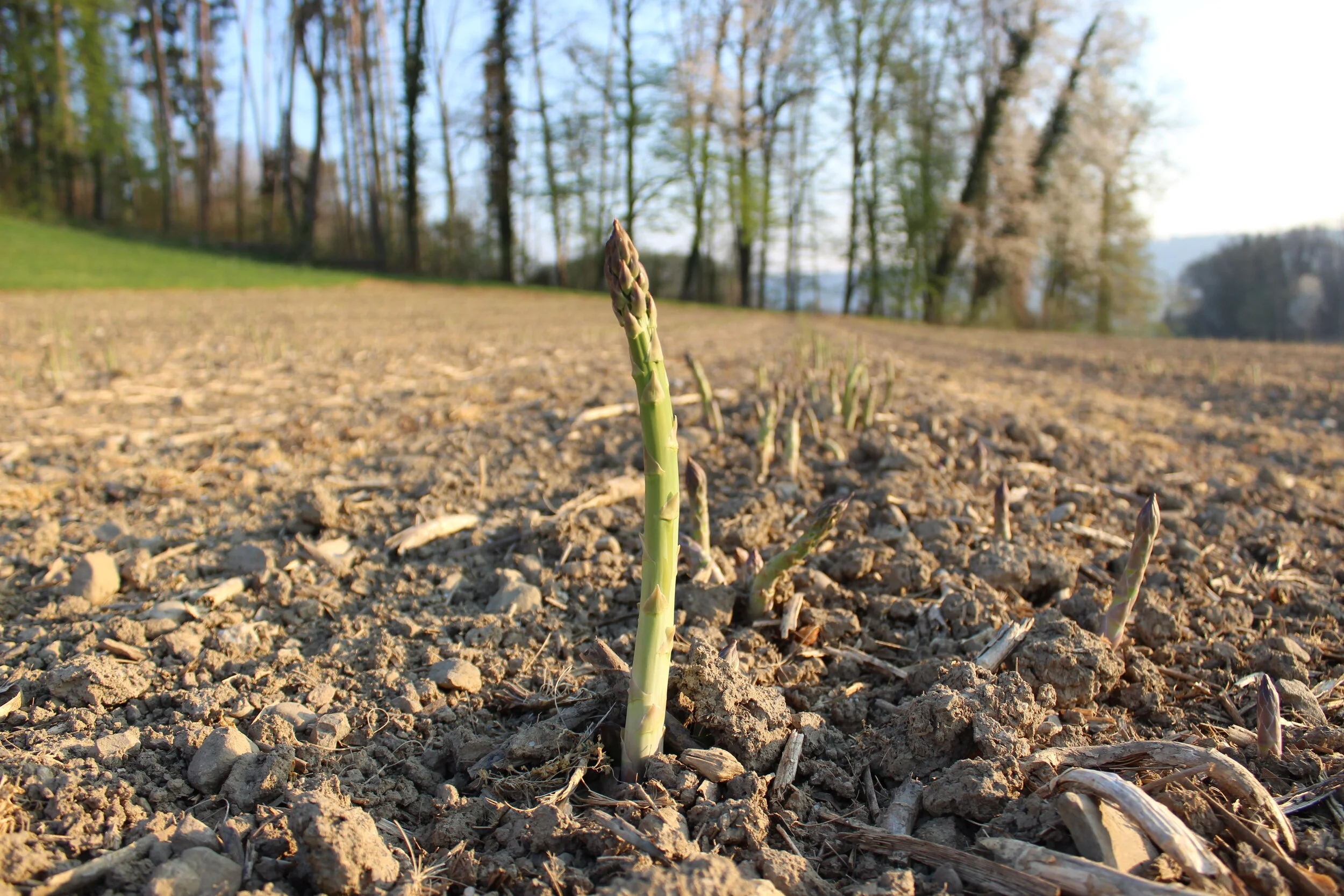 Saisonstart Grünspargeln