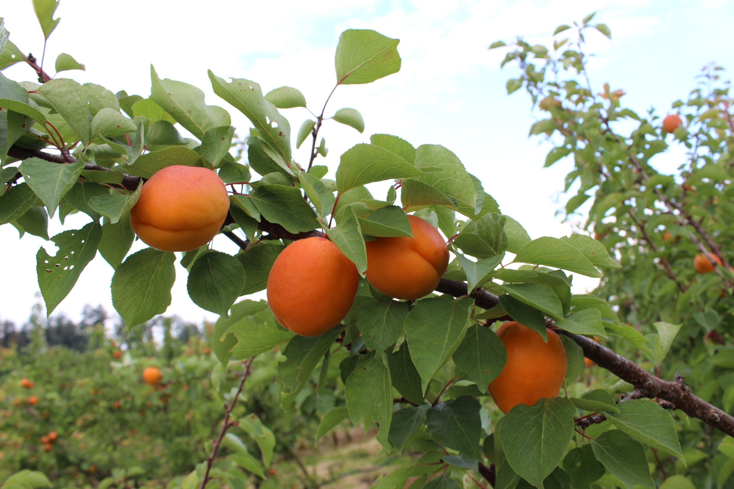 Saisonschluss Aprikosen