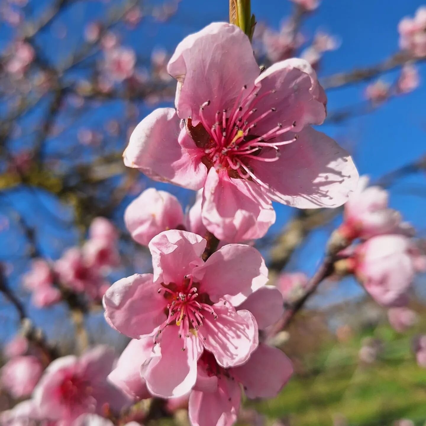 🌸🥳 Auch unsere Pfirsich- &amp; Nektarinenb&auml;ume stehen nun in Vollbl&uuml;te. Diese Pracht fasziniert uns jedes Jahr wieder aufs Neue 😍

#wilemeraprikosen #pfirsich #nektarine #schweizerfr&uuml;chte #saisonal #regional