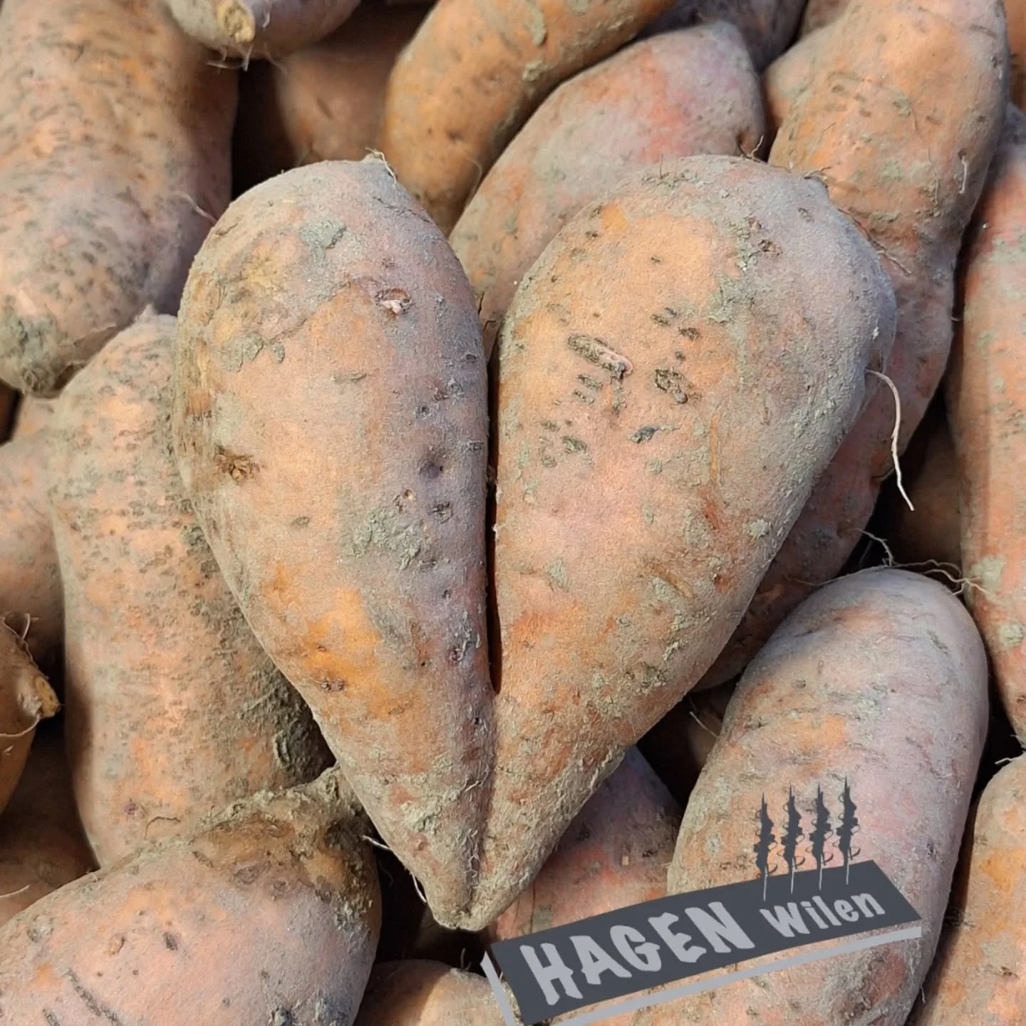 💚 S&uuml;sskartoffeln mit Herz 💚

Wir bauen unsere S&uuml;sskartoffeln mit viel Herz und grossem Einsatz f&uuml;r euch an!

Erh&auml;ltlich nat&uuml;rlich bei uns ab Hof und bei vielen Wiederverk&auml;ufern in der n&auml;heren und weiteren Region (