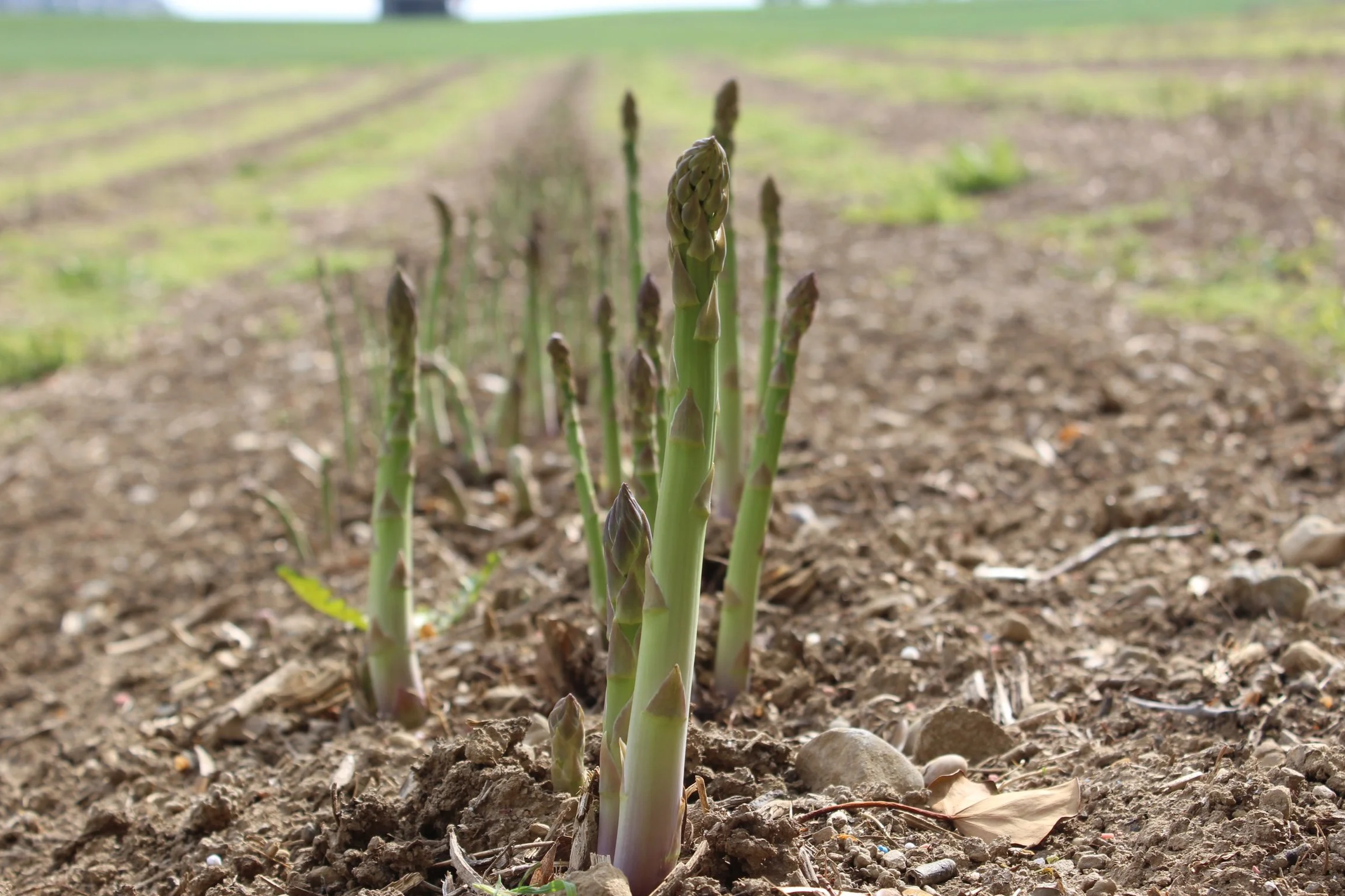 Saisonstart Grünspargeln am Mittwoch, 08. April 2026