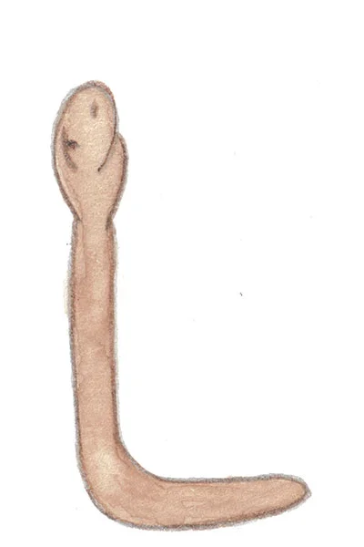 Ord som börjar på L.