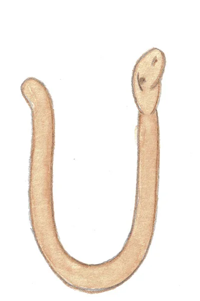 Ord som börjar på U.