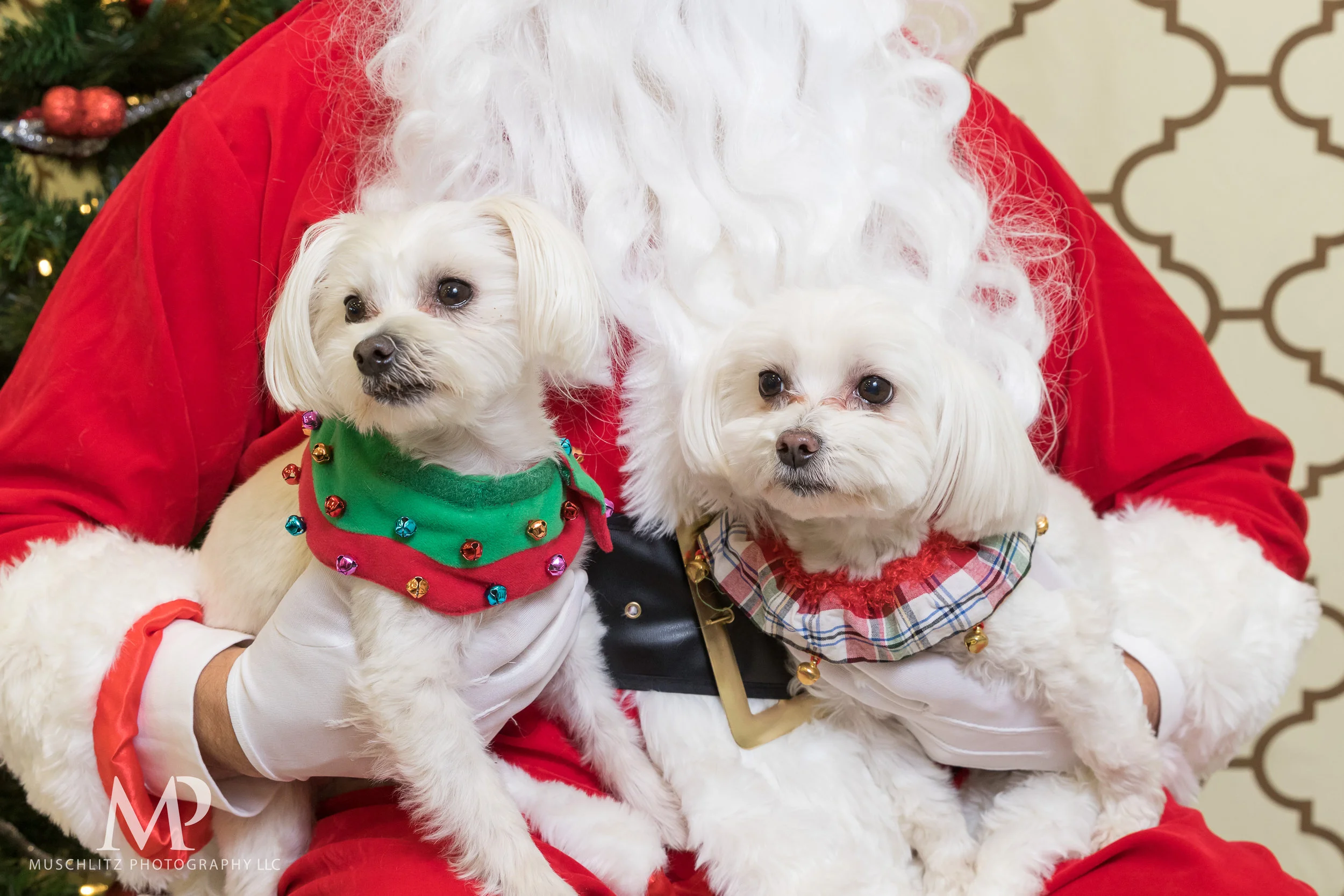 2016 Howliday Bazaar Dog Portraits - Benefiting Friends of the Shelter
