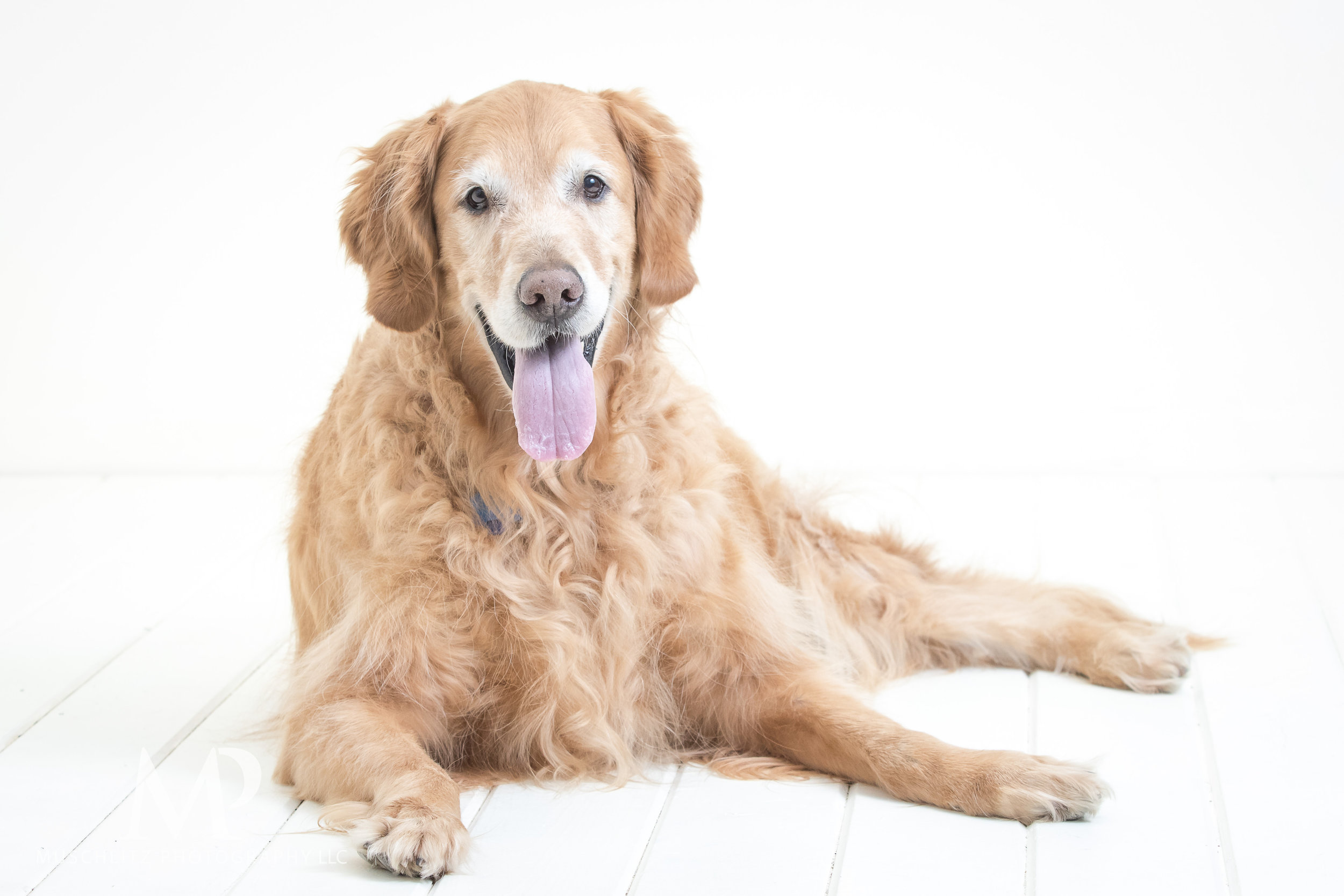"Dakota" Dog & Family Studio Portrait Session - Gahanna/Columbus, Ohio