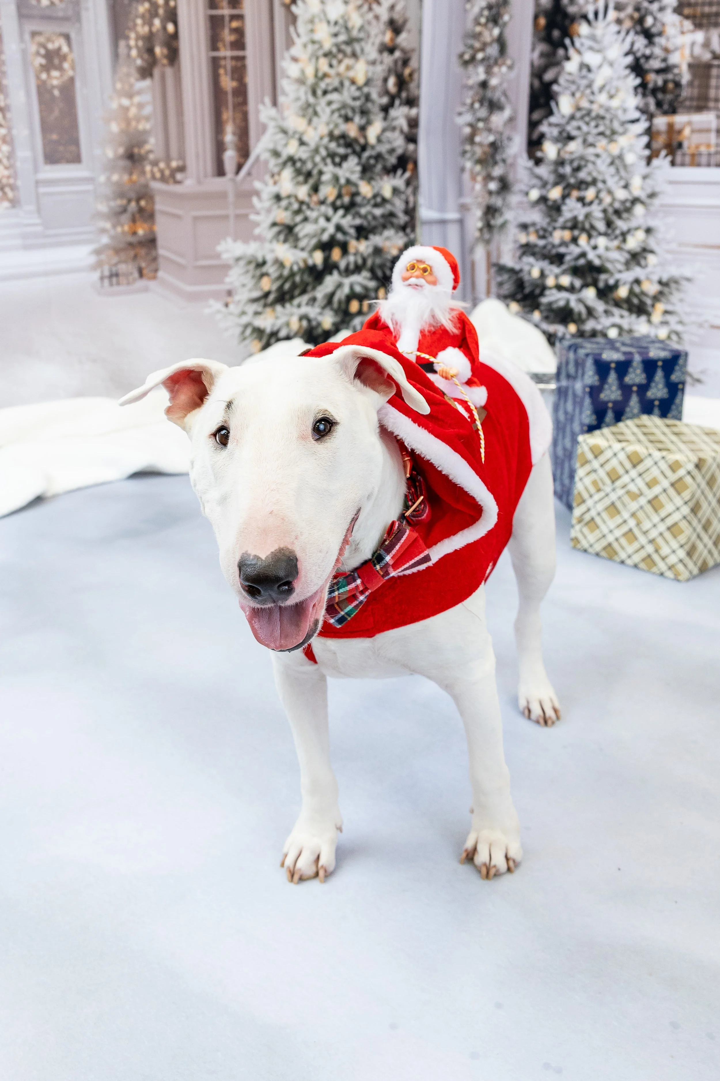 Santa Riding on Dog Outfit-Holiday Mini Sessions