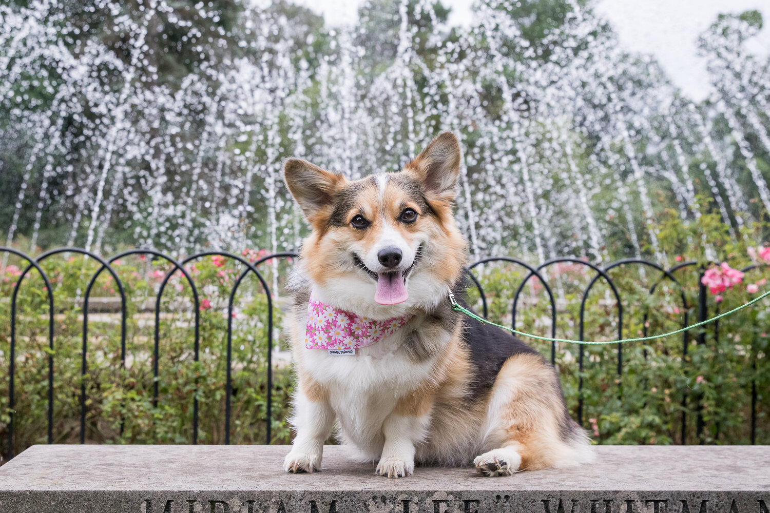 Pet Friendly Dog Days of Summer Mini Session