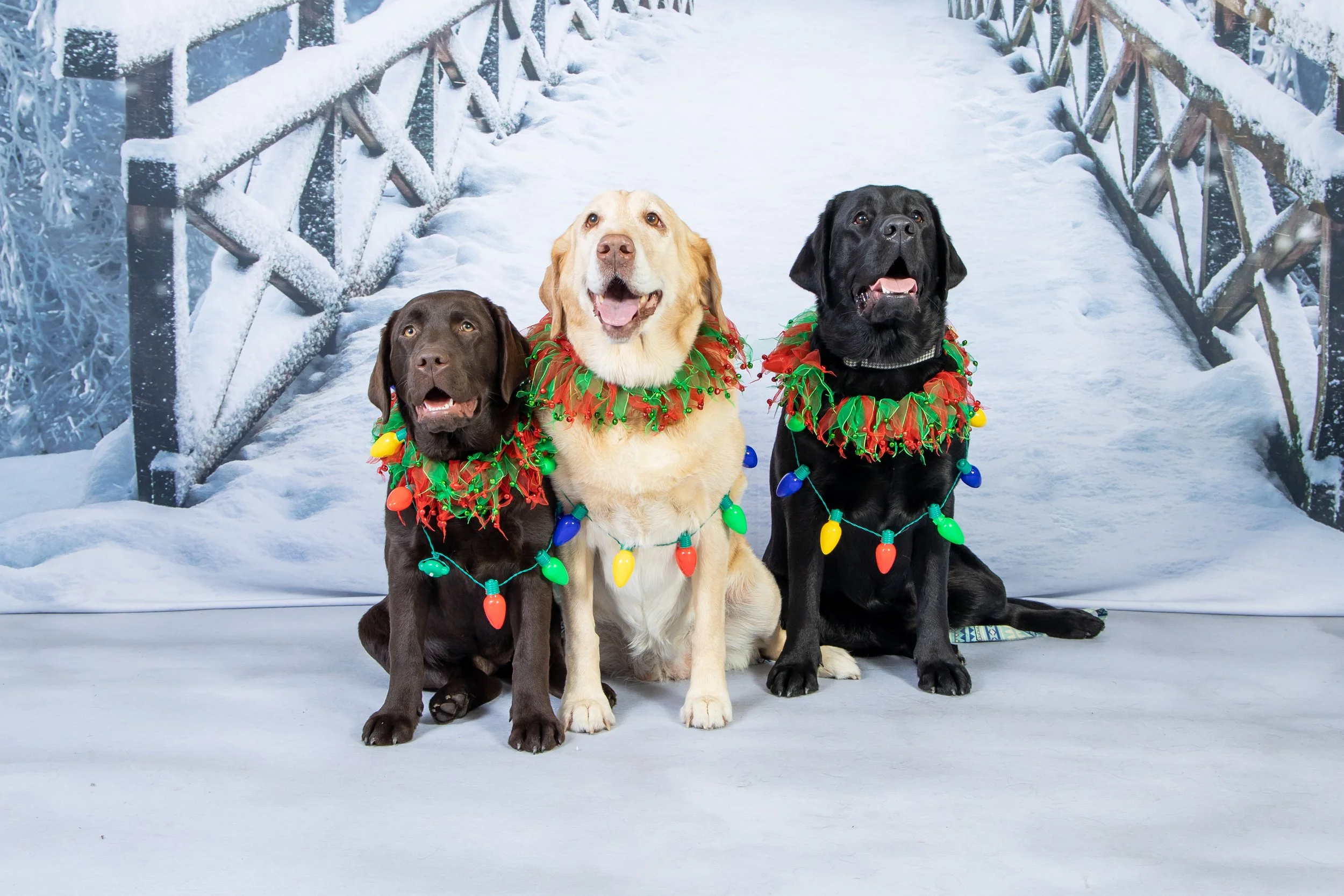 Family and Dog-Friendly - Holiday Mini Sessions - Columbus, Ohio