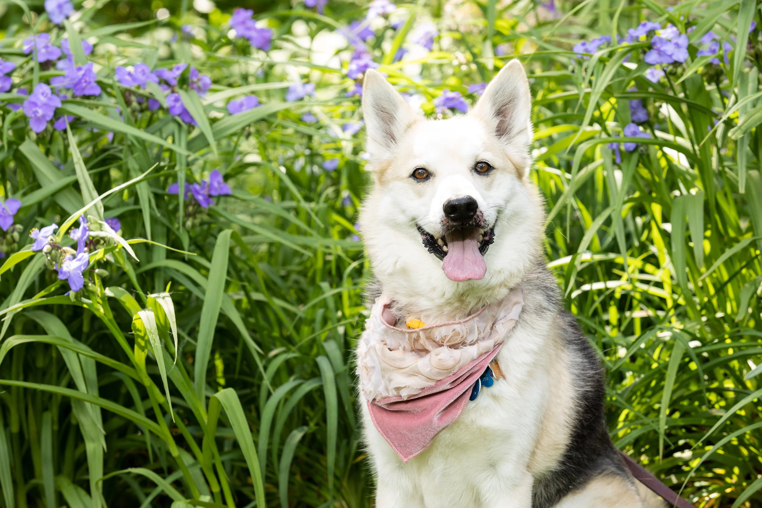 9th Annual Dog Days of Summer Mini Sessions, 2022 - Whetstone Park of Roses - Columbus, Ohio