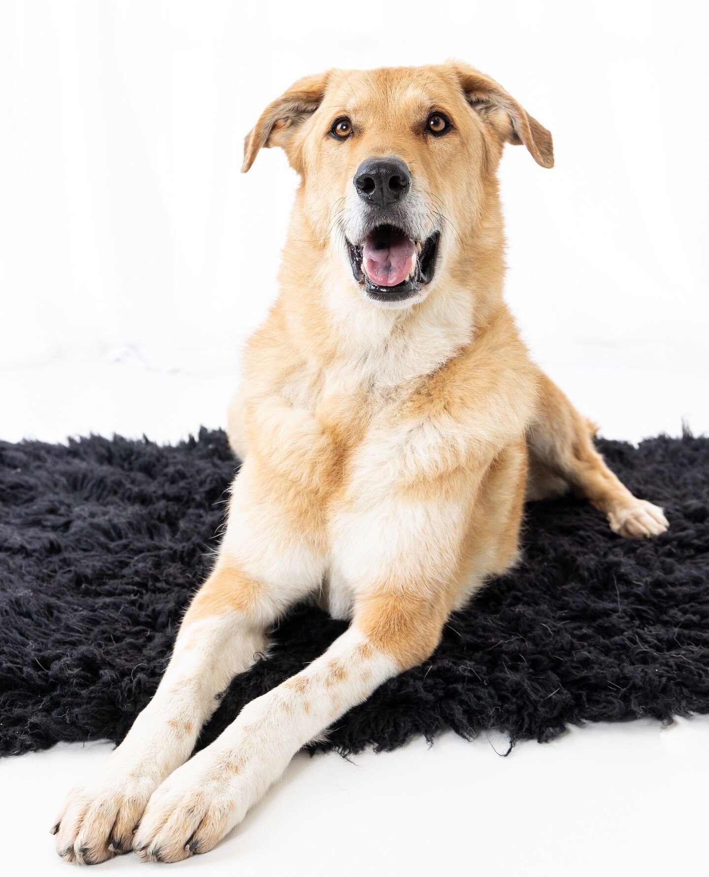 I loved working with Ariel and her mom Rachel in the studio! Ariel, a 7 year old Great Pyrenees and German Shepherd mix, is such a sweetheart and a natural for the camera. Her smile is contagious! ⁠
⁠
It's always fun to capture clients with the peopl