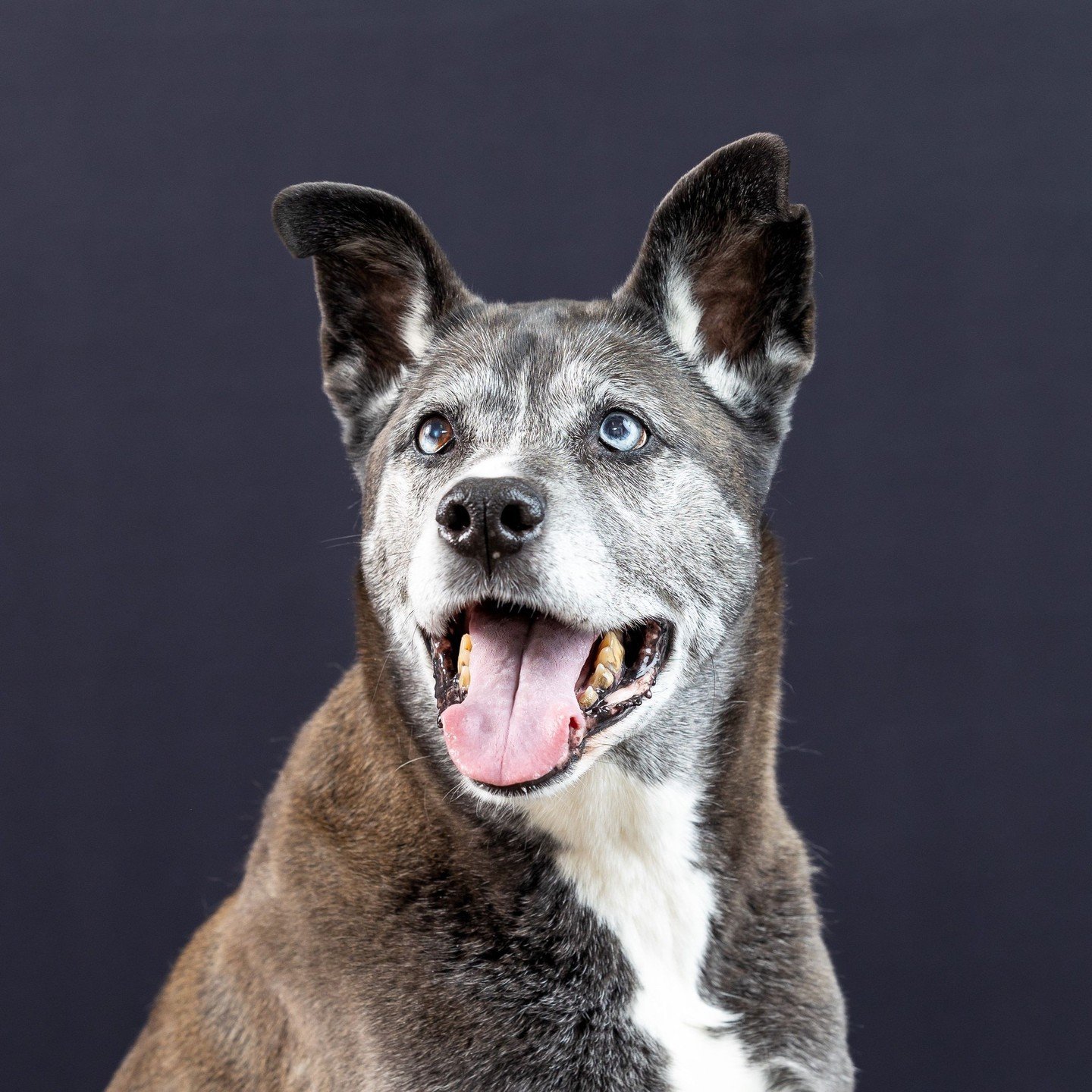 It was such an honor to work with Jake and his family in the studio and to celebrate his 12th birthday! It's hard not to fall in love with Jake's beautiful smile and his sweet demeanor. It was easy to see the special bond that Jake shares with his pe