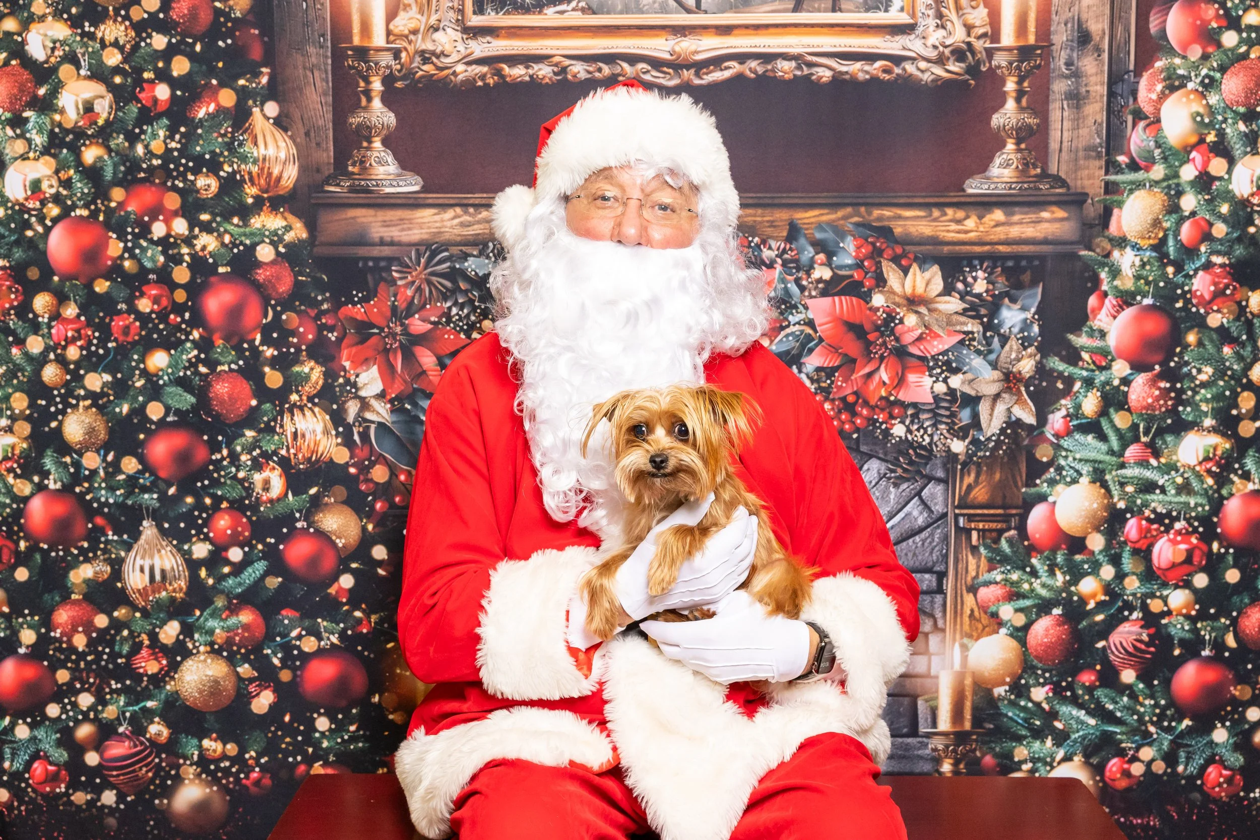 Howliday Bazaar Fundraiser for Friends of the Shelter