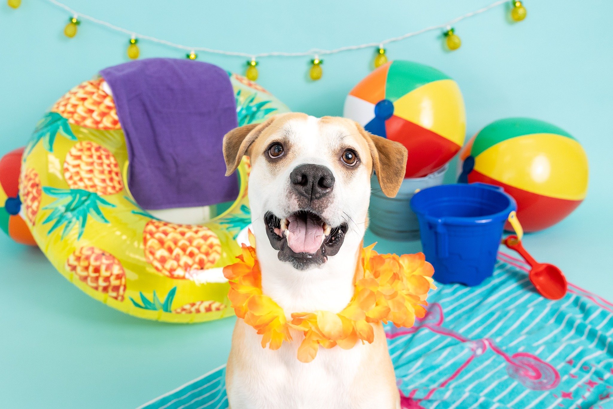 ☀️ Wow friends - talk about a great start to sign-ups for our annual fundraiser! Thanks to everyone who has signed up so far!

Sign-ups are under way for this year&rsquo;s Dog Days of Summer Mini Sessions and I'd love for you to join us for an amazin