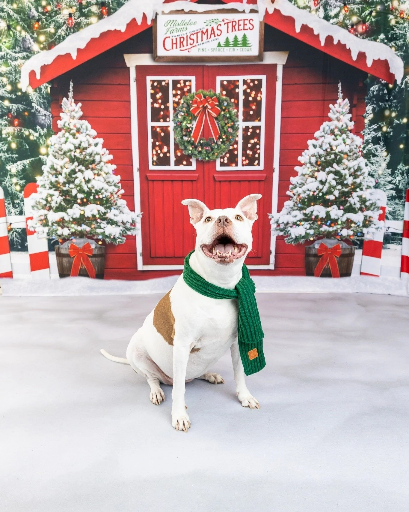 📅 Save the Date! Holiday Mini Session Sign-ups Launch Tomorrow! 

🎁✨ The magic of the holidays is right around the corner! ✨🎁
📸 Sessions will be held 11/8 &amp; 11/9
This year&rsquo;s Holiday Mini Sessions at our Polaris-area studio will feature 