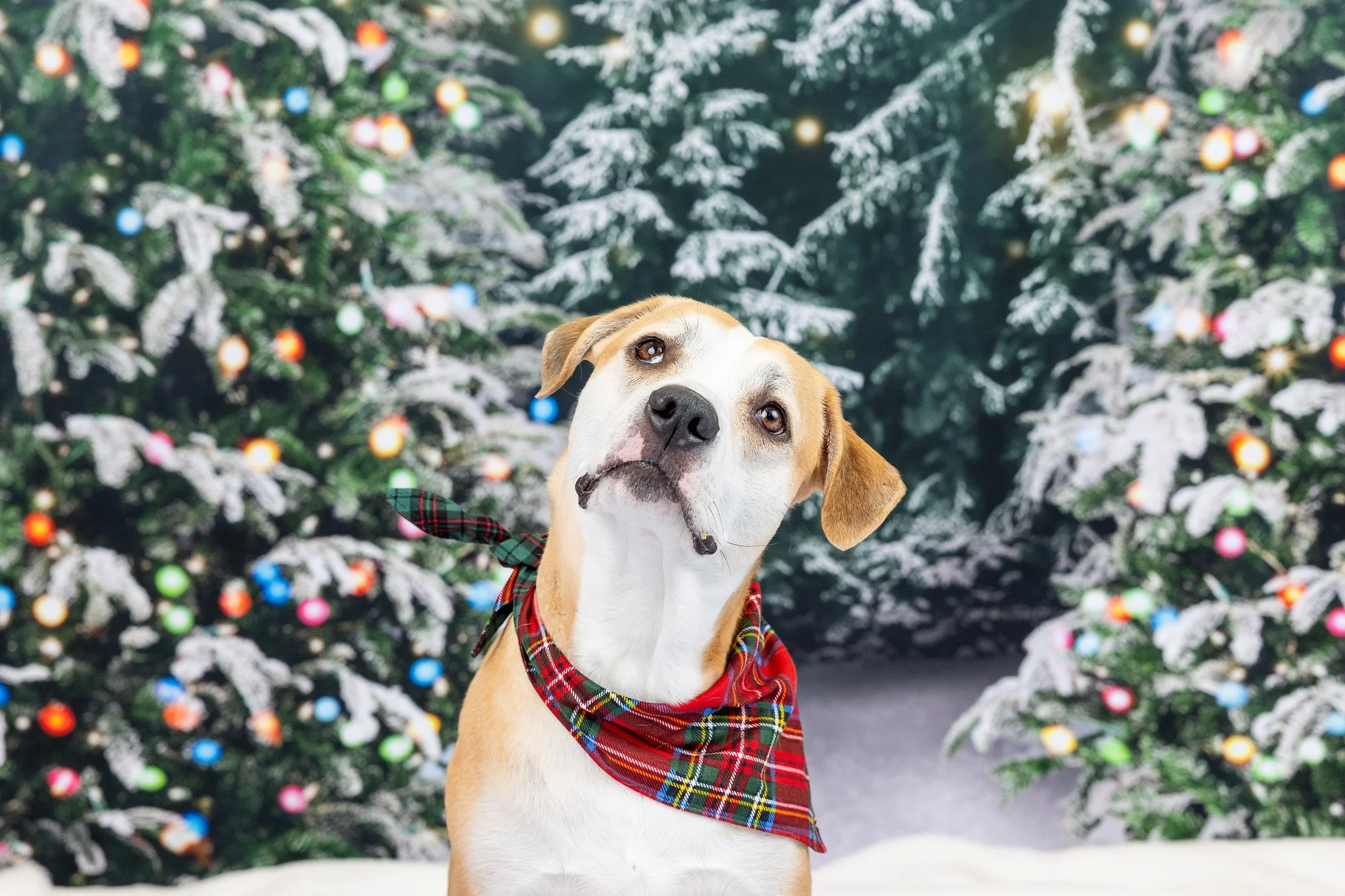 🎄✨ Holiday Minis are HERE! ✨🎄
I&rsquo;m so excited to bring back Holiday Mini Sessions at my dog-friendly Polaris-area studio &mdash; and this year we have 3 NEW backdrops to choose from (or enjoy them all!):
🌲 Christmas Tree Farm
🎁 Festive Tree 