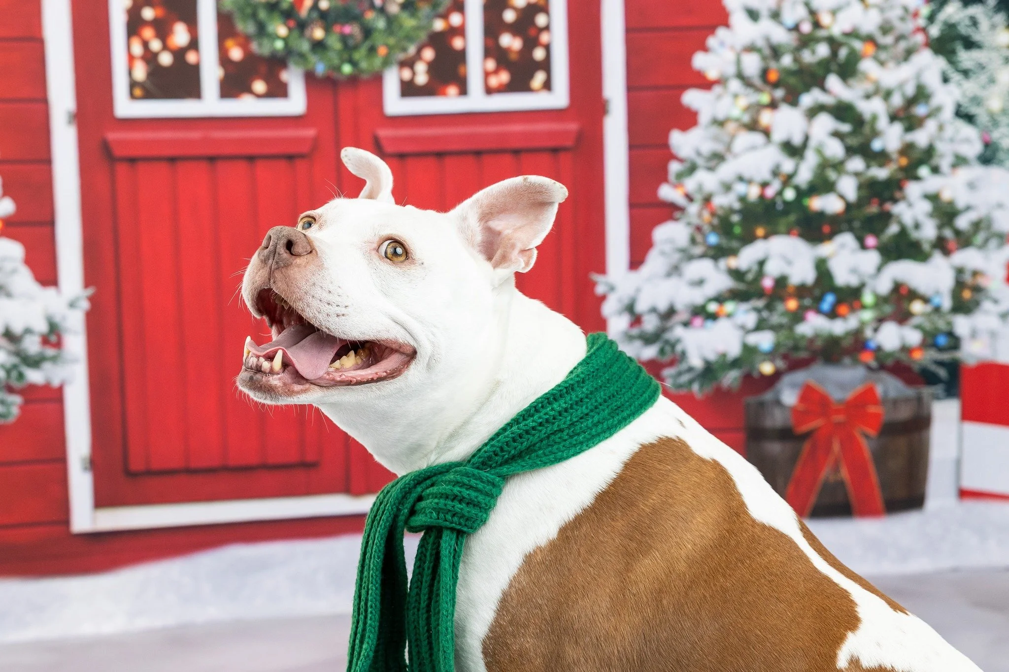 🎄✨ Holiday Mini Sessions &ndash; Now Booking &amp; Exciting News! ✨🎄
Get ready to kick off the holiday season with portraits you&rsquo;ll treasure forever &mdash; and help local pets in need at the same time! 🐾

🐾 EXCITING NEWS: This year, $25 fr