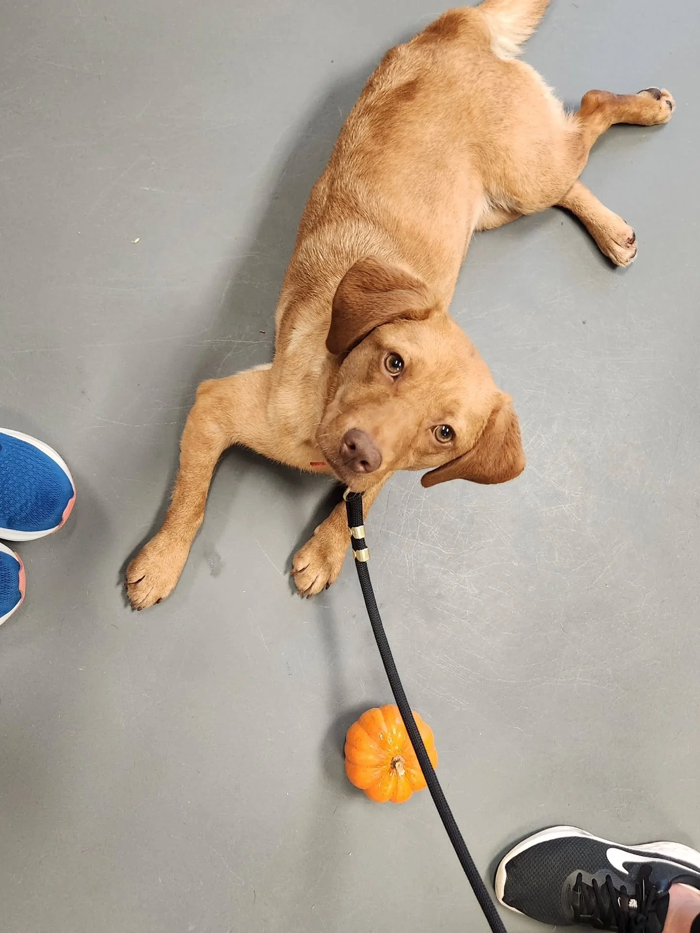 Adoptable Marigold was one of the cutest little pumpkins in the patch this afternoon!🎃 I had to share a quick behind the scenes photo of this cutie. 🐶

Marigold was photographed during our monthly &quot;Picture Day&quot; at @chaanimalshelter,  feat